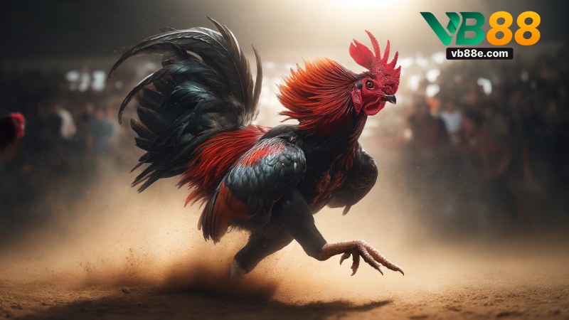 Đá Gà Cựa Dao Vb88